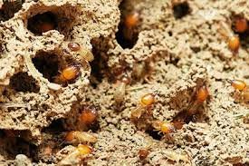 The Revolutionary Microwave Solution for Woodworm Elimination